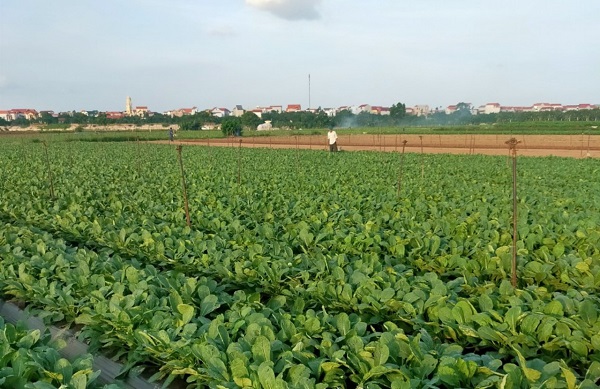 Người dân thôn Đông Cao, xã Tráng Việt, huyện Mê Linh trồng rau chất lượng cao