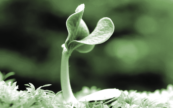 “Nghe thầy đọc thơ” - mở ra những chân trời yêu thương kì diệu - ảnh 1