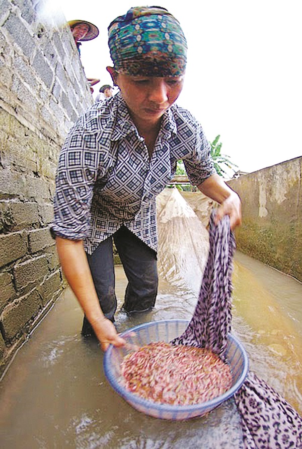 Rươi - đặc sản của vùng nước lợ - ảnh 3