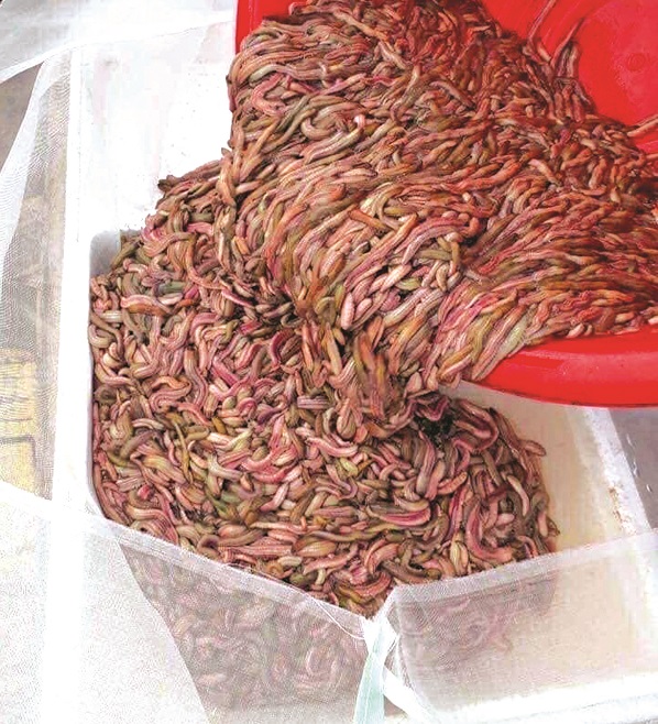 Rươi - đặc sản của vùng nước lợ - ảnh 2