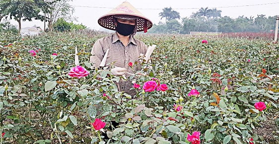 Người nông dân trồng hoa Mê Linh đang chuyển dần sang sử dụng thuốc BVTV sinh học.