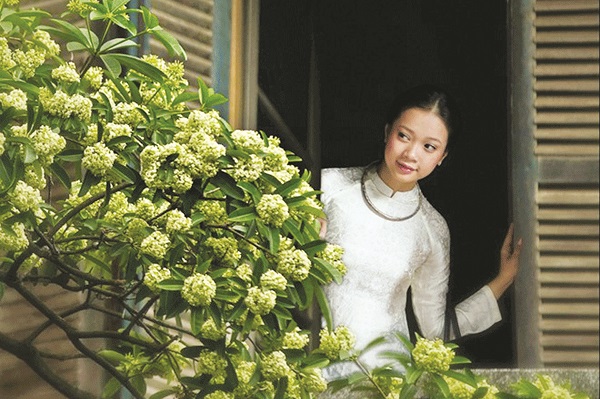 “Mùa hoa sữa về... thơm từng cơn gió” - ảnh 2