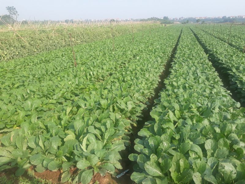 Những cánh đồng rau sạch của huyện