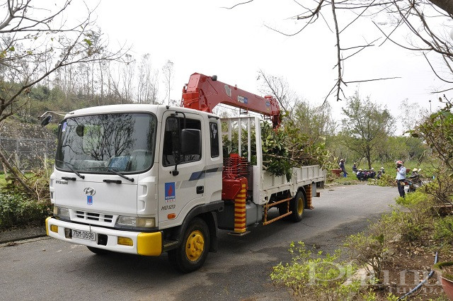 Thu gom, cắt tỉa c&acirc;y ng&atilde; đổ sau cơn b&atilde;o số 9.