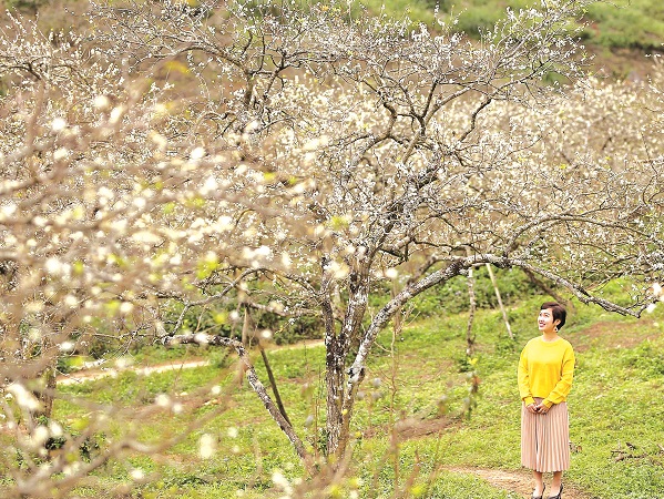 Chiêm ngưỡng hoa mận nở sớm ở Mộc Châu - ảnh 1