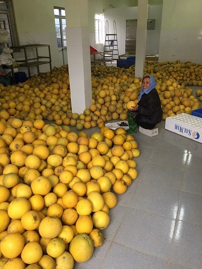 Thu hoạch và phân loại bưởi Diễn tại HTX nông nghiệp hữu cơ Nam Phương Tiến