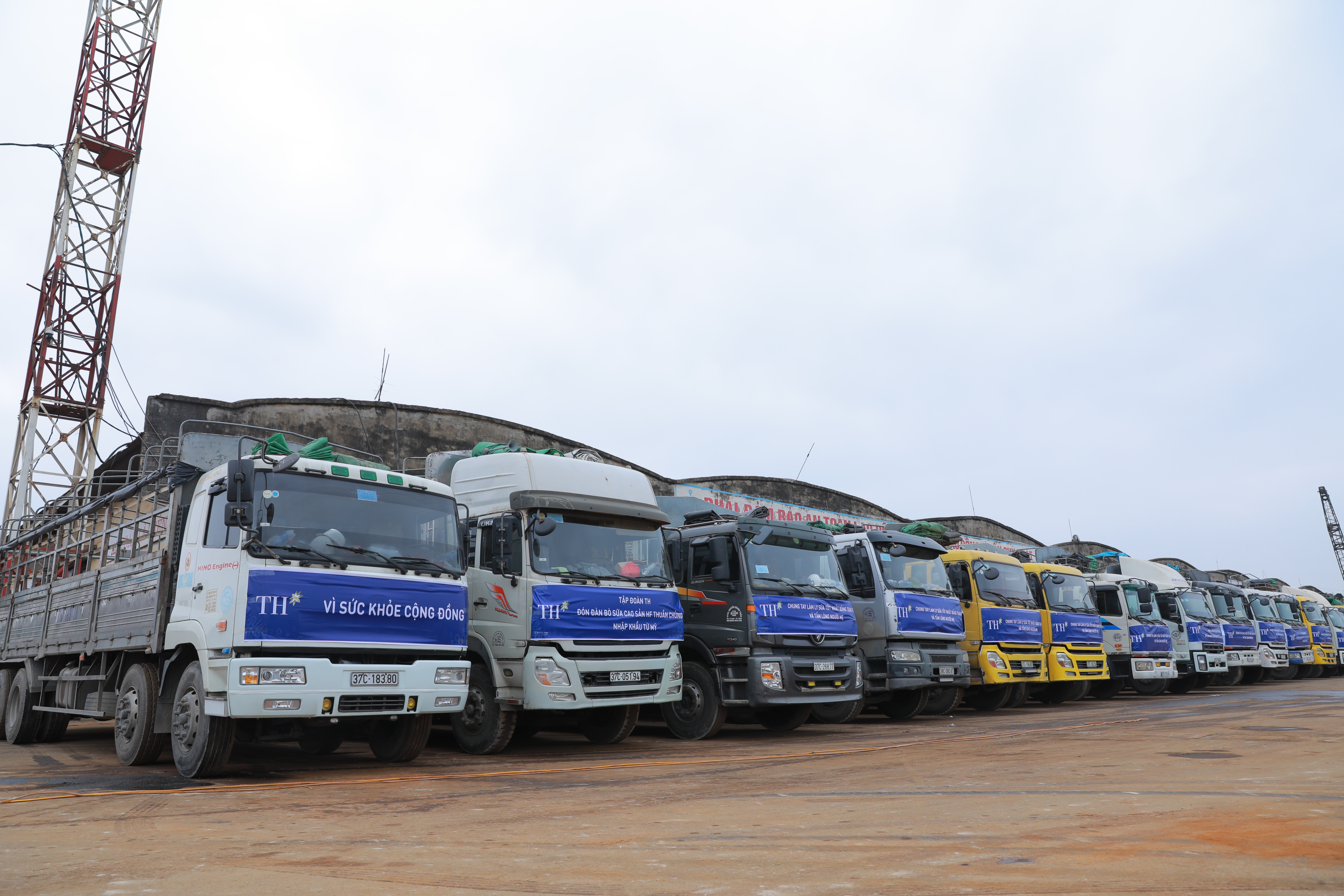 Vững đà tăng trưởng, TH true MILK đón đàn bò sữa cao sản nhập khẩu đầu tiên trong năm 2021 - ảnh 3