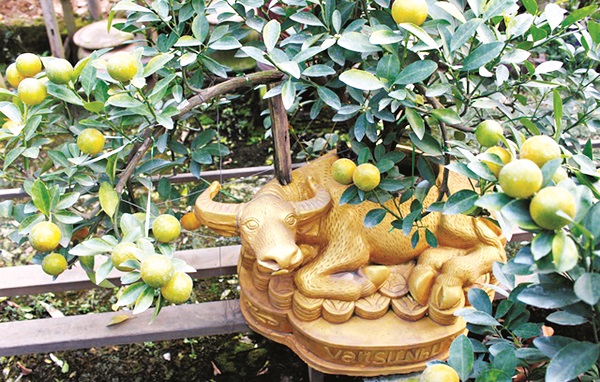 Trâu vàng cõng quất hút khách