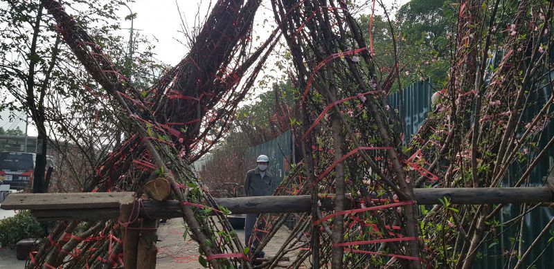 Tết Tân Sửu sẽ ấm, có thể mưa phùn về đêm và sáng - ảnh 1