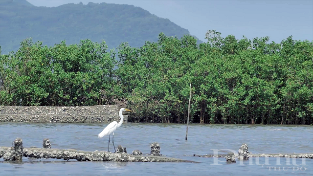 Không gian xanh mát tại trường PTTH Lương Thế Vinh, Hà Nội - một trong nhiều ngôi trường trên cả nước mà chương trình đã trao tặng cây xanh.