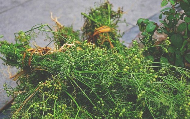 Nhớ hương mùi Tết - ảnh 1