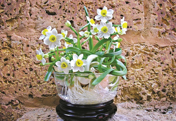 Người Hà thành chơi Tết với hoa thủy tiên - ảnh 1