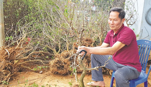 &Ocirc;ng Đỗ Văn Thơ đang đưa mai bồn chuẩn bị c&ocirc;ng đoạn tuốt l&aacute;