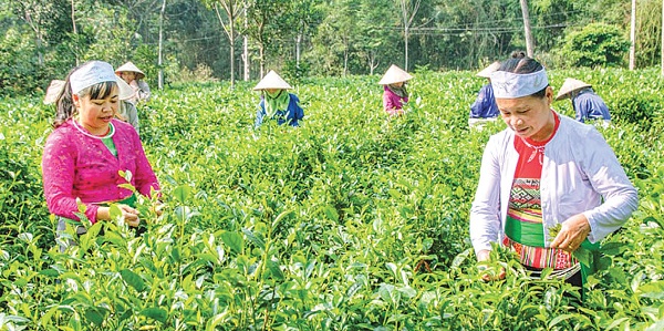 Cán bộ, hội viên phụ nữ xã Ba Trại giúp ngày công cho phụ nữ neo đơn