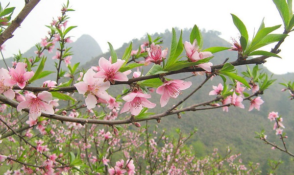 Vườn đào bên sông - ảnh 1