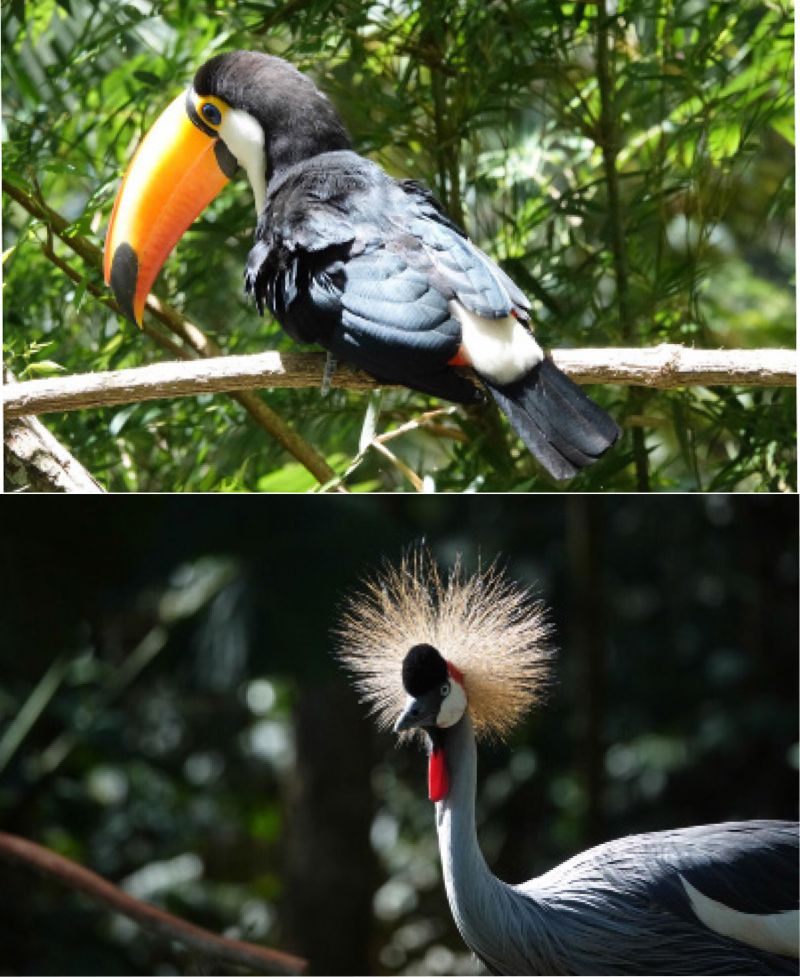 Các loài động vật quý hiếm