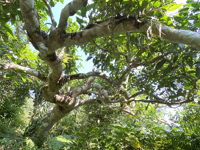 Các gốc chè cổ thụ nhiều năm tuổi ở miền núi phía Bắc