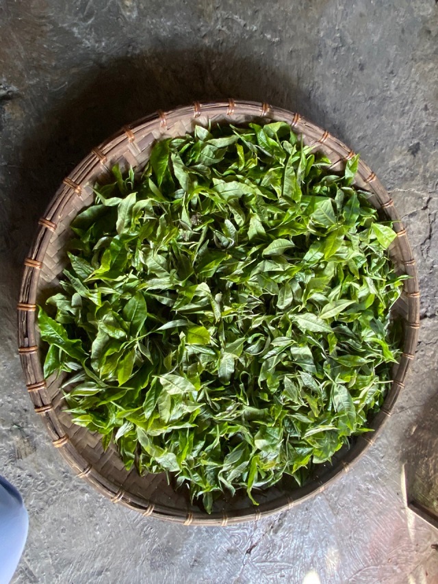 Đổ đời bên rừng đại thụ - ảnh 3