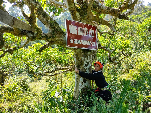 Thân cây chè cổ thụ một người ôm không xuể