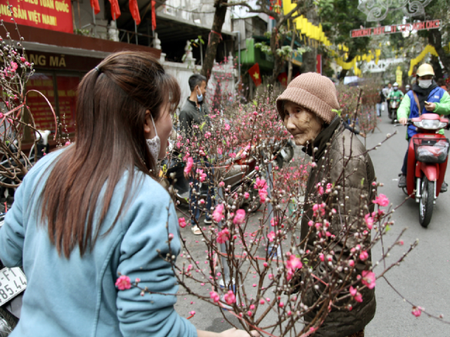 Một b&agrave; cụ chọn c&agrave;nh đ&agrave;o cho những ng&agrave;y Tết.