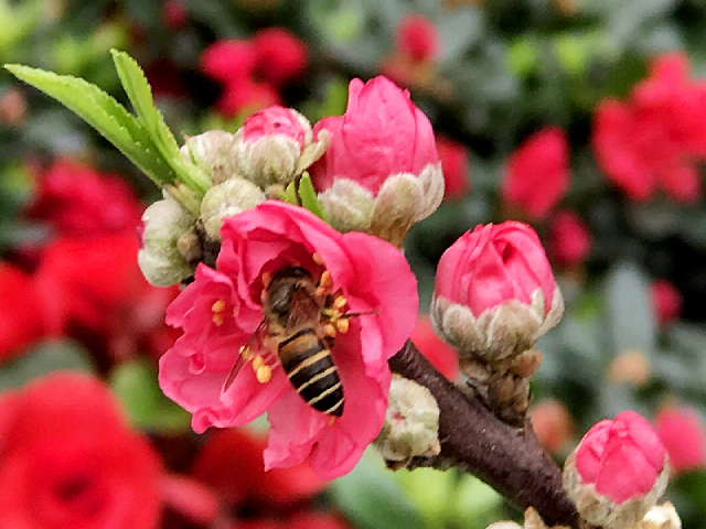 Một m&ugrave;a xu&acirc;n nữa lại sắp về, mang theo những hi vọng mới.