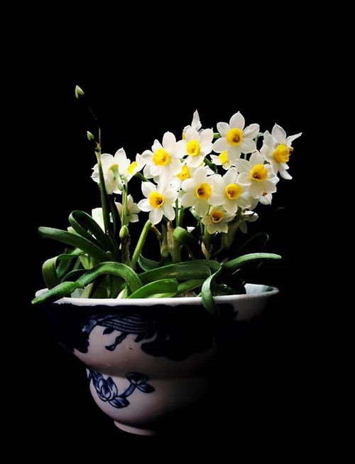 Hoa thủy tiên truyền thống. Ảnh: VGP/Diệp Anh