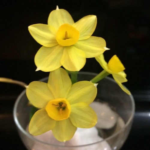 Thủy tiên vàng. Ảnh: VGP/Diệp Anh