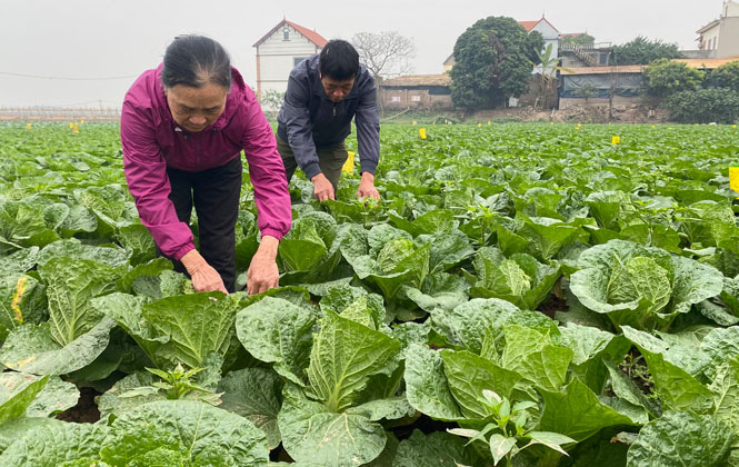 Những mô hình sản xuất nông nghiệp ứng dụng công nghệ cao