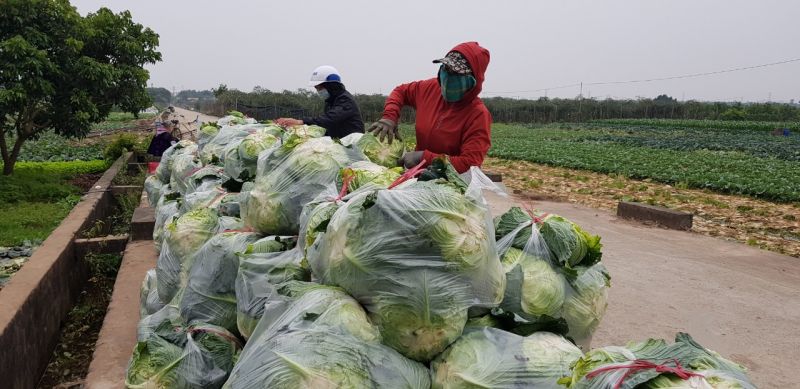 Chị Nguyễn Thị Yến (&aacute;o đỏ) đang đ&oacute;ng t&uacute;i bắp cải b&aacute;n cho thương l&aacute;i c&acirc;n mua tại đầu bờ