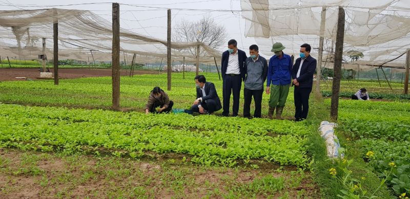 B&iacute; thư huyện ủy Ho&agrave;i Đức Nguyễn Xu&acirc;n Đại c&ugrave;ng Ph&oacute; Chủ tịch UBND huyện Nguyễn Trung Thuận v&agrave; c&aacute;c l&atilde;nh đạo ph&ograve;ng kinh tế, l&atilde;nh đạo x&atilde; đến thăm n&ocirc;ng d&acirc;n trồng rau an to&agrave;n ở th&ocirc;n Tiền Lệ, x&atilde; Tiền Y&ecirc;n