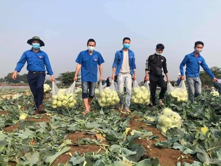 Nhiều thanh niên hỗ trợ bà con nông dân huyện Tứ Kỳ thu hoạch rau củ Nhiều thanh niên hỗ trợ bà con nông dân huyện Tứ Kỳ thu hoạch rau củ