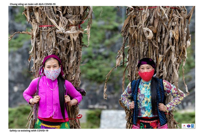 Người d&acirc;n lấy th&acirc;n c&acirc;y ng&ocirc; mang về l&agrave;m chất đốt sau khi thu hoạch ng&ocirc; xong.