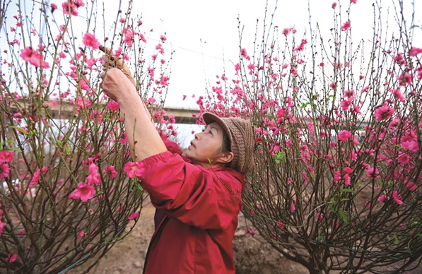 Người trồng đào tại làng đào Nhật Tân (Tây Hồ, Hà Nội) tất bật chăm tưới để đào nở đúng dịp Tết