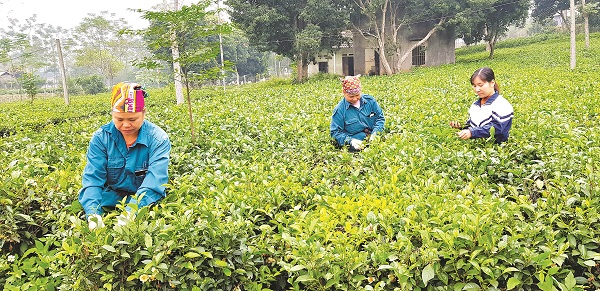 Nương ch&egrave; của gia đ&igrave;nh chị Đinh Thị Quy&ecirc;n