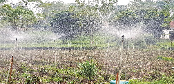 Vườn ch&egrave; Ba Trại trồng theo ti&ecirc;u chuẩn VietGap