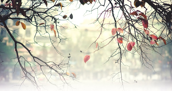 Hà Nội mùa đông - ảnh 1