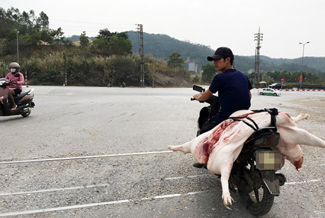 Kiểm soát chặt hoạt động buôn bán, vận chuyển, giết mổ lợn không rõ nguồn gốc - ảnh 1