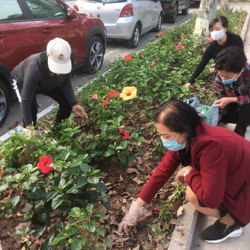 Tham gia trồng và chăm sóc hoa, cây xanh