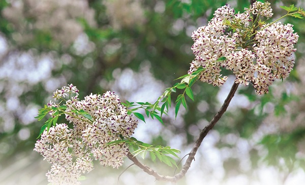 Tháng 3 mưa bụi - hoa sưa - ảnh 2