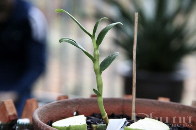 Cận cảnh h&igrave;nh ảnh ki lan đột biến &ldquo;5 c&aacute;nh trắng Bảo Duy&rdquo; c&oacute; gi&aacute; hơn 12 tỷ đồng.