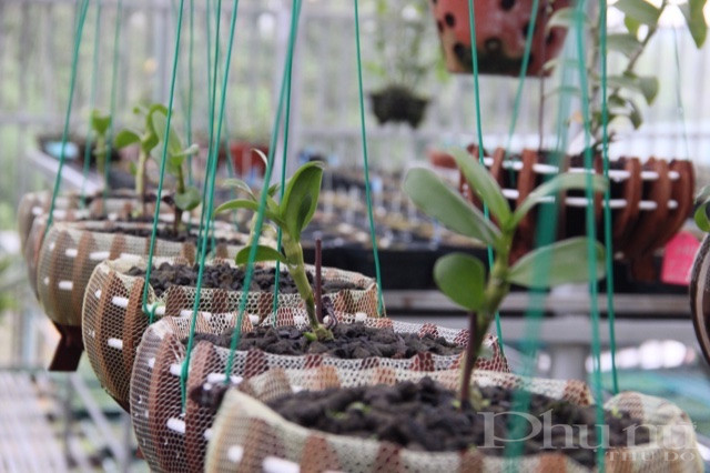 Những gi&ograve; lan đột biến 5 c&aacute;nh trắng Ph&uacute; Thọ được chăm s&oacute;c rất cẩn thận.