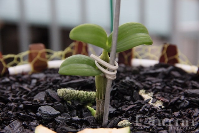 Ki lan đột biến &ldquo;5 c&aacute;nh trắng Bạch Tuyết&rdquo; c&oacute; gi&aacute; khoảng 200-300 triệu đồng/cm.