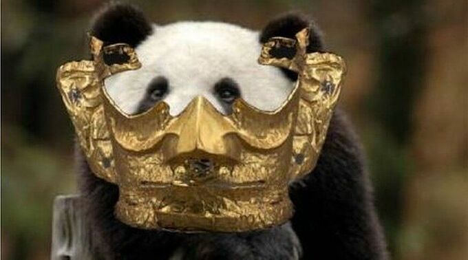 Ảnh chế gấu trúc đeo mặt nạ vàng lan truyền trên mạng xã hội Trung Quốc.