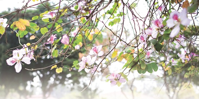 Hà Nội lãng mạn mùa hoa tháng 3 - ảnh 2