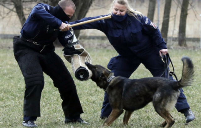 Những con vật phục vụ cho các công việc nhà nước sắp tới sẽ được trả 