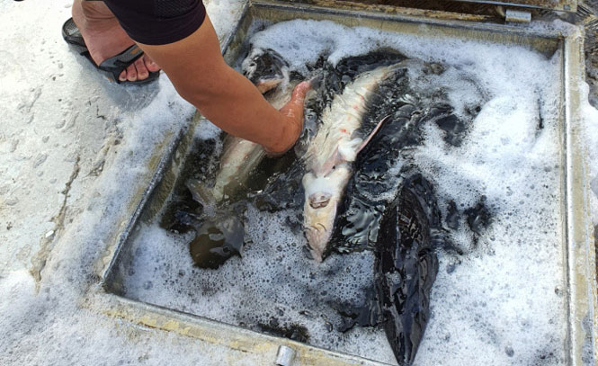 Cần kiểm so&aacute;t chặt chẽ việc nhập khẩu c&aacute; tầm. Ảnh minh họa. Nguồn internet