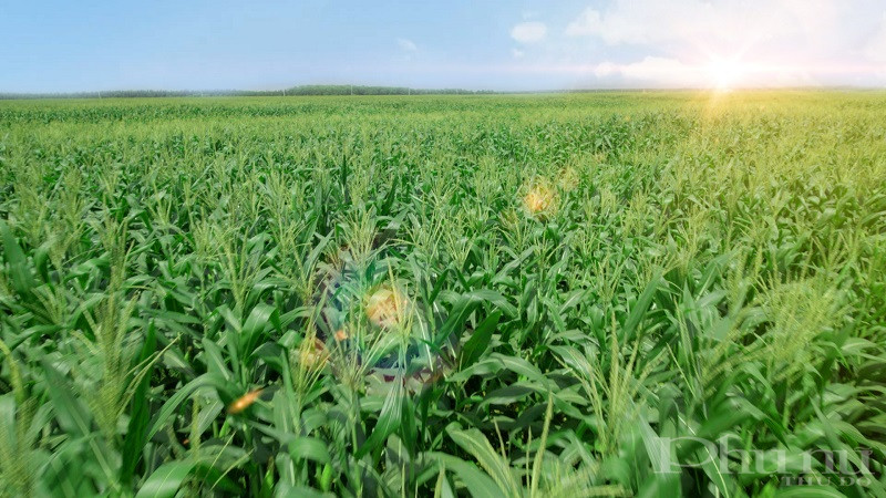 C&aacute;nh đồng bắp tươi tại Trang Trại Sinh Th&aacute;i Vinamilk Green Farm T&acirc;y Ninh