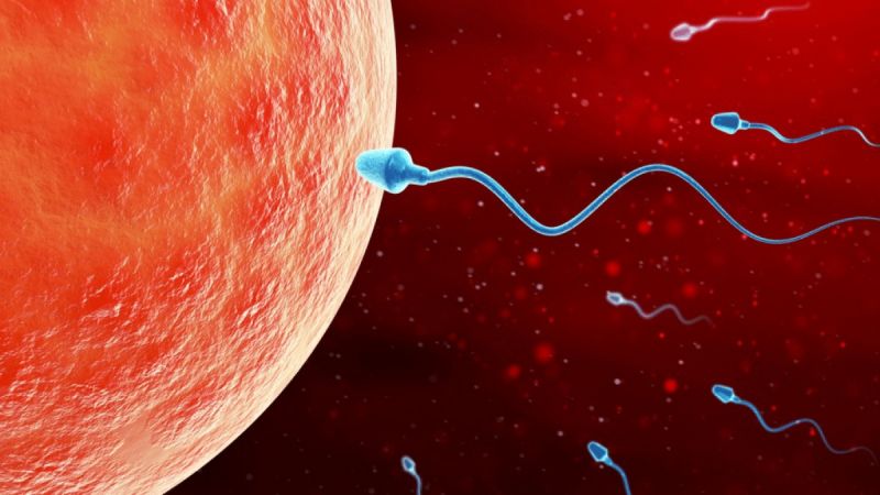 Hai trứng có thể được thụ tinh cách nhau vài ba tuần.