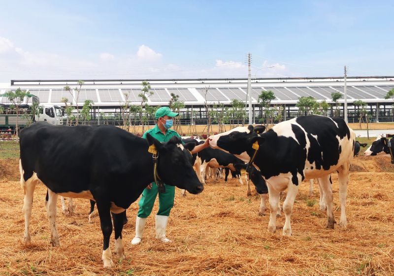 Vinamilk vừa đón đàn bò sữa 2.100 con từ Mỹ, nằm trong kế hoạch nhập khẩu hơn 5.000 bò sữa năm 2021 của Công ty Vinamilk vừa đón đàn bò sữa 2.100 con từ Mỹ, nằm trong kế hoạch nhập khẩu hơn 5.000 bò sữa năm 2021 của Công ty