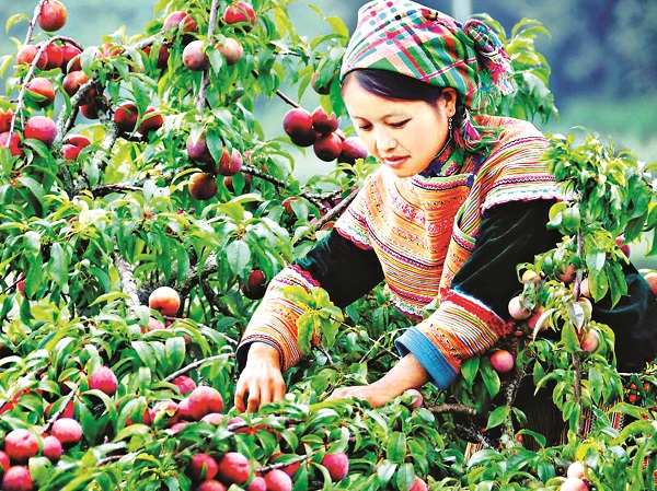 Hái mận ở Bắc Hà Hái mận ở Bắc Hà
